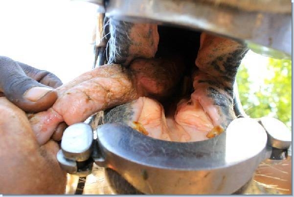 Damage to tongue by a Senegalese bit