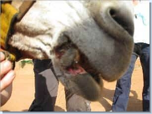 If owners are unable to afford a bit, they often tie rope through the animals mouth, causing wounds on the lips and tongue