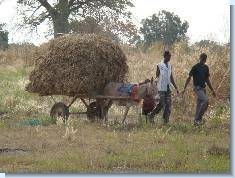 One Cart of Hay