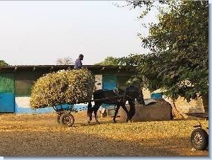 Hay is purchased from local farmers, which means we are also able to help the local community to increase their income