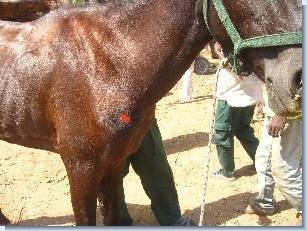 Poor Quality Harnesses Can Cause Painful Sores