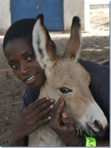 Gambia Horse And Donkey Trust