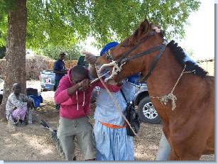 A horse receiving routine dental care at a mobile veterinary clinic. Click on image to enlarge.