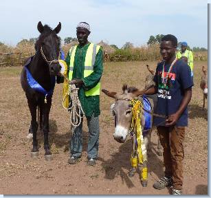Stallion Winner and Supreme Champion and Donkey Project Winner, Moses
